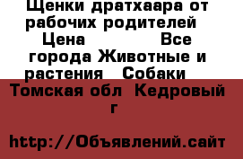 Щенки дратхаара от рабочих родителей › Цена ­ 22 000 - Все города Животные и растения » Собаки   . Томская обл.,Кедровый г.